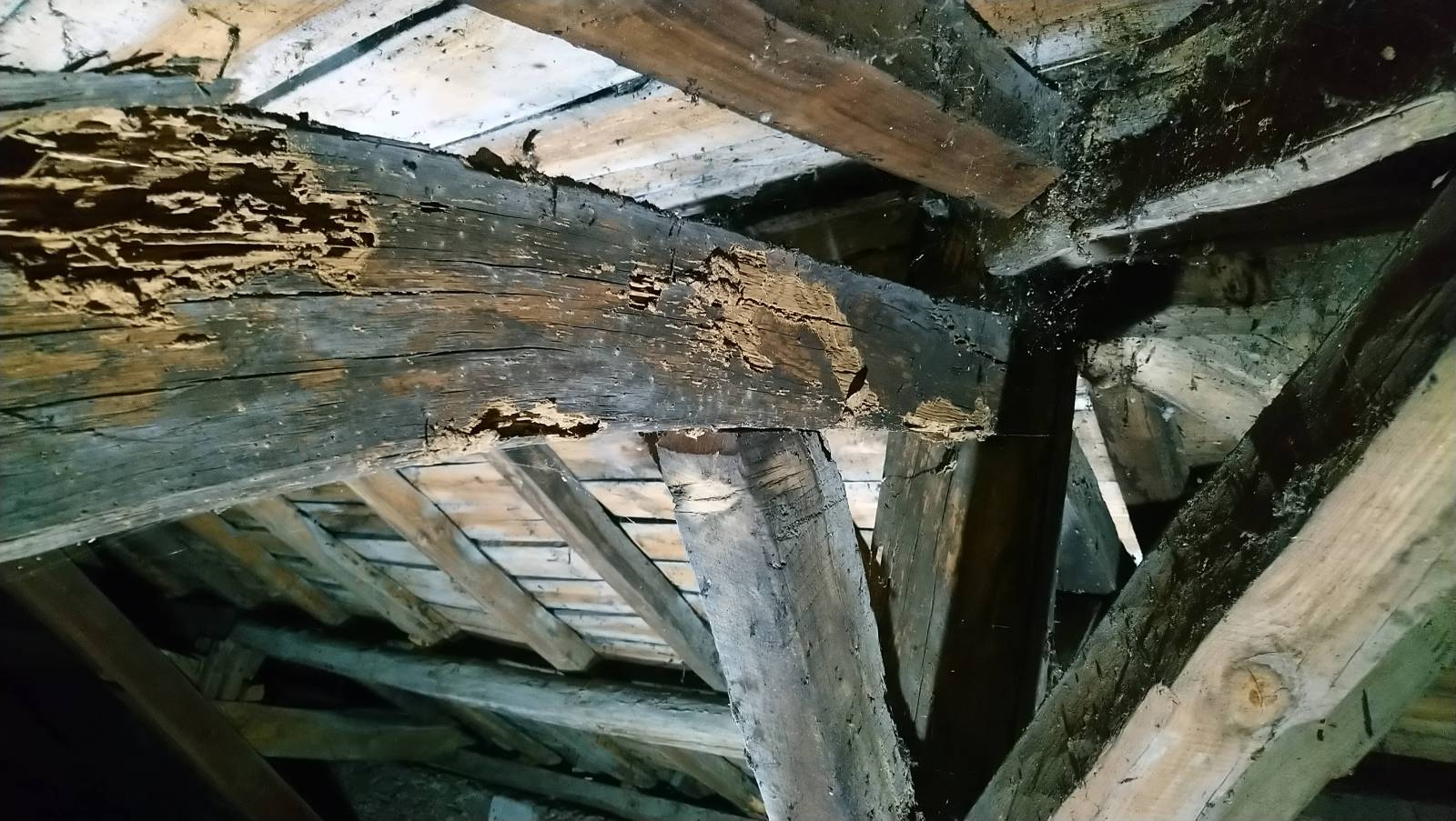  Capricornes et Termites en Dordogne
