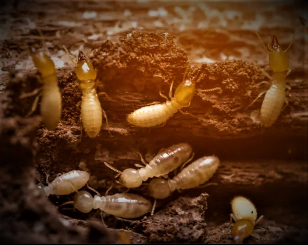 Termites Capricornes et Traitements en Dordogne