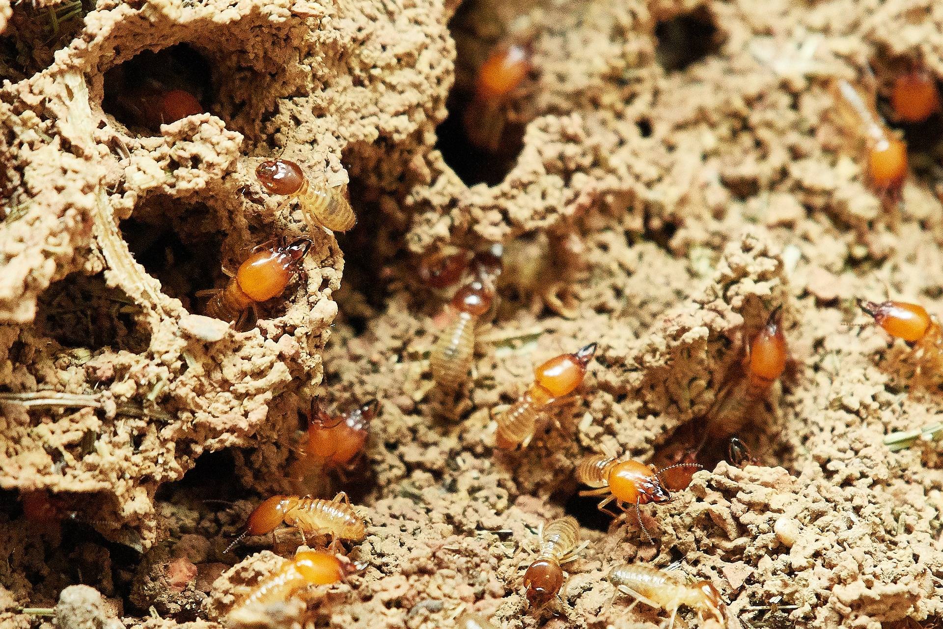 Termites en Lot-et-Garonne