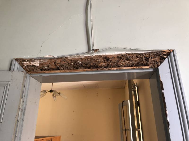 Attaque termites à Périgueux