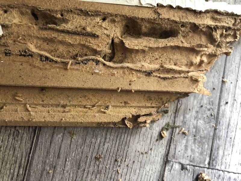 Traitement termites avec facilités de paiement à Bergerac