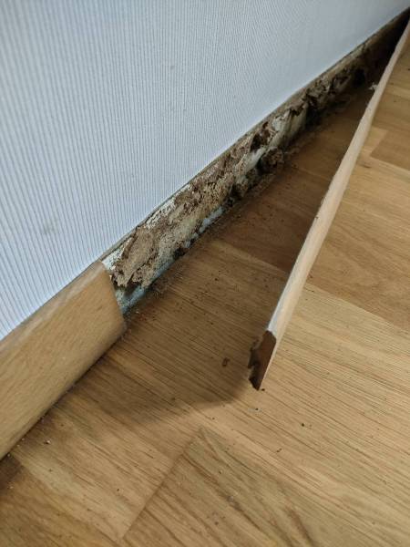 Intervention en urgence pour traitement anti termites garanti à côté du Bugue en Dordogne