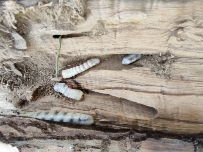 Le traitement de charpentes en Dordogne par Allo-Termite Aquitaine