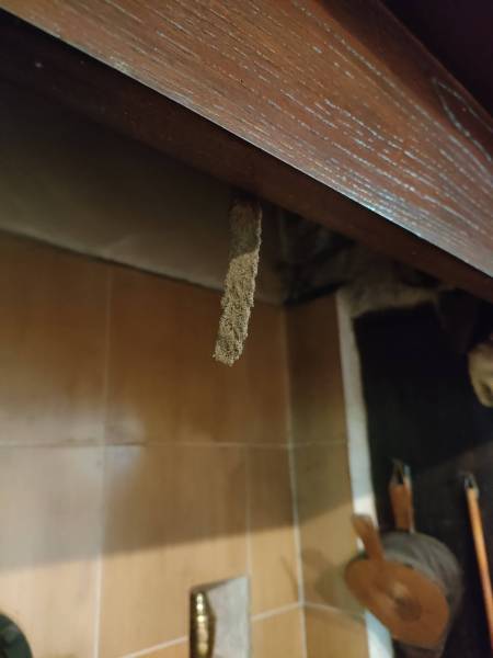 Termites dans une maison à Sarlat en Dordogne