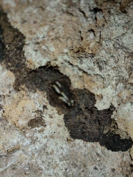 Attaque de termites en Dordogne