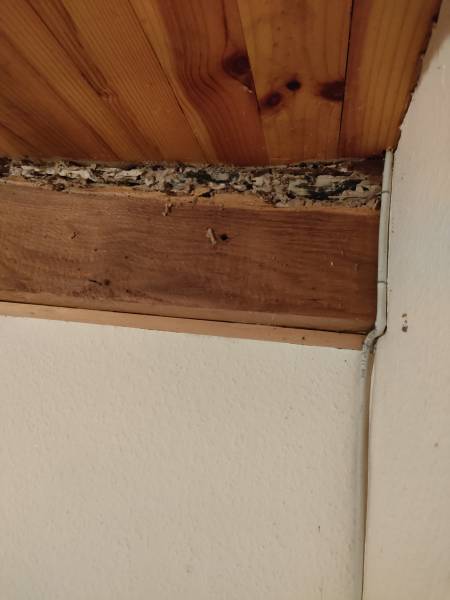 Termites dans une maison à Bergerac