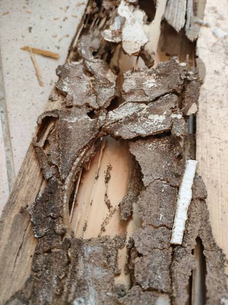 Le danger des termites en Dordogne