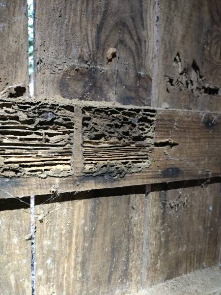 Trouver un spécialiste pour éliminer les termites d'une maison de Périgueux 