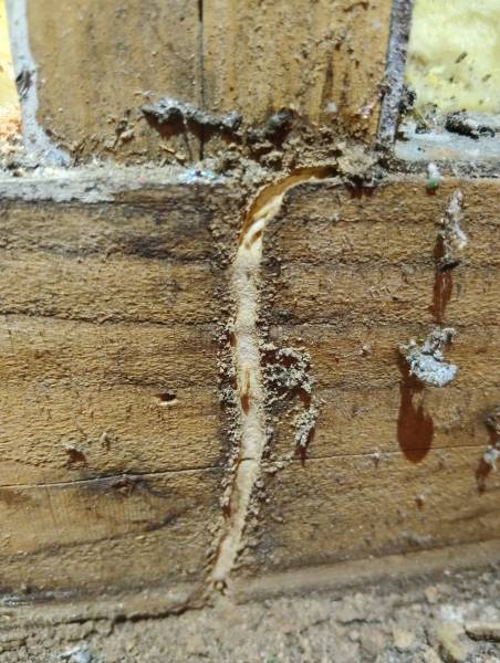 Pourquoi passer par un professionnel pour réaliser un traitement termites efficace dans une propriété de Vergt, proche de Périgueux ?