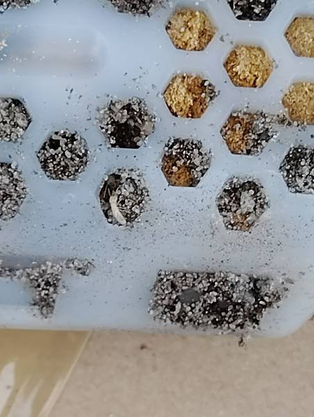 Combien coûte la pose de pièges contre les termites pour une maison d'environ 70m² à Périgueux en Dordogne? 