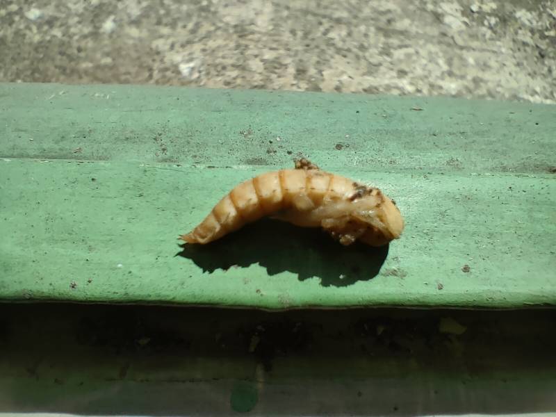 Larve capricorne, traitement de charpente à Sarlat en Dordogne