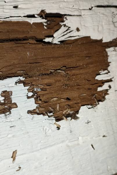 Extermination des termites en Dordogne par Allo-Termite Aquitaine