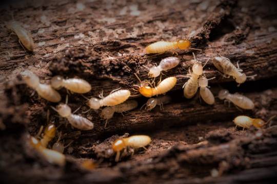 Essaimage de Termites dans un jardin à Sarlat en Dordogne