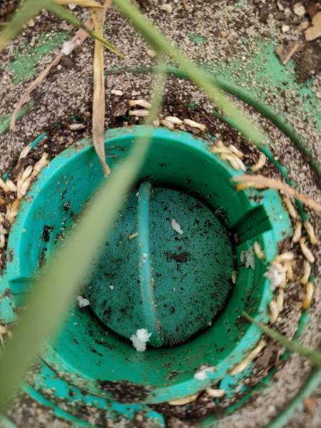 Traitement termite par pièges/appâts au Bugue