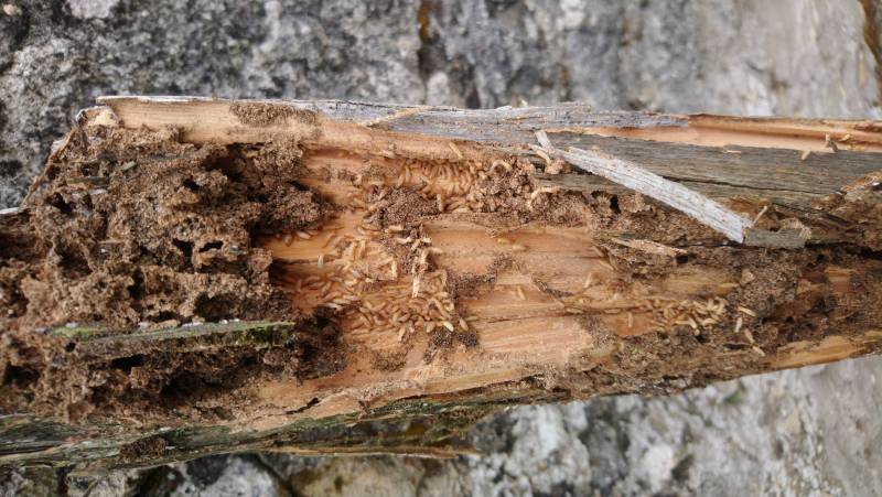 Termites dans un jardin à Libourne