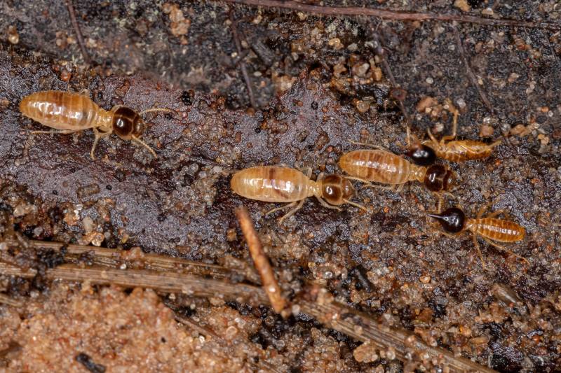 spécialiste de la pose de pièges anti termites autour du Bugue, en Dordogne