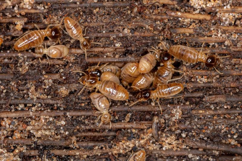Quel professionnel pour éviter les termites dans une charpente en Dordogne autour de Bergerac?