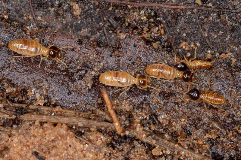 devis gratuit pour interventions rapides injections chimiques contre termites à Sarlat