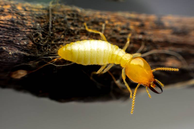 Attaque termite ouvrier à Marmande