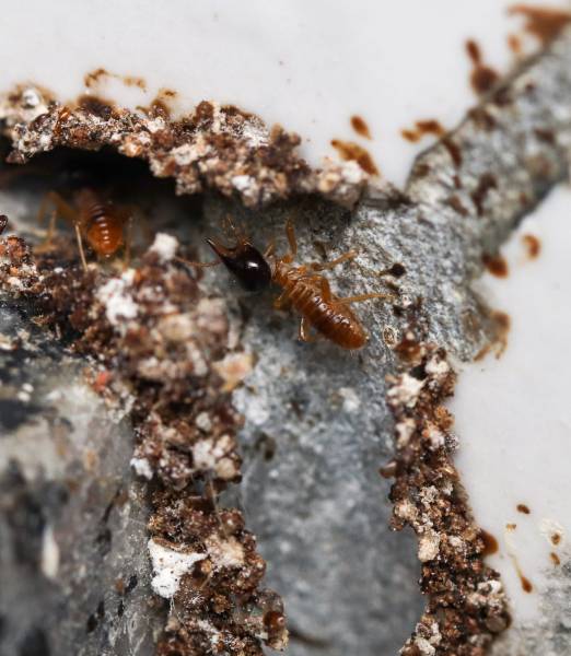Quels sont les premiers signes d'une infestation de termites dans une maison de Bergerac, en Dordogne? 