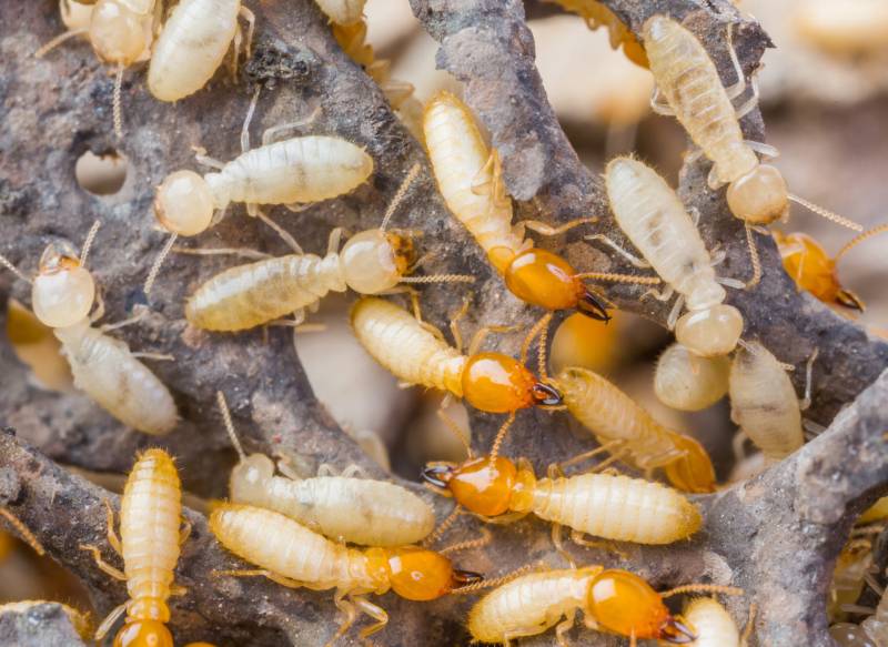 Pourquoi passer par un professionnel pour protéger ma maison de Trélissac proche Périgueux efficacement contre les termites? 