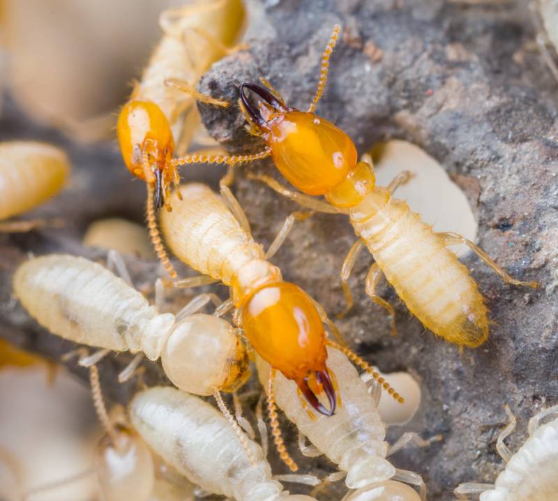A qui faire appel pour un traitement anti termites pas cher et efficace à Bergerac en Dordogne?
