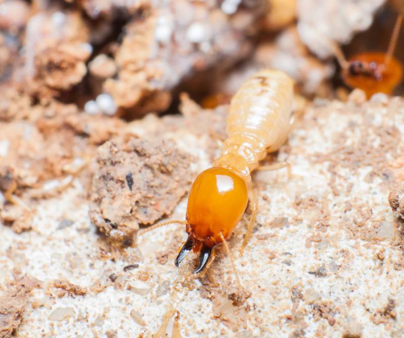 meilleure entreprise contre les termites en Dordogne