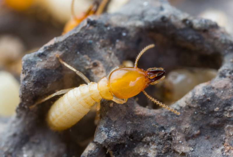 devis gratuit, rapide et personnalisé pour traitement efficace contre les termites à Libourne et autour en Gironde
