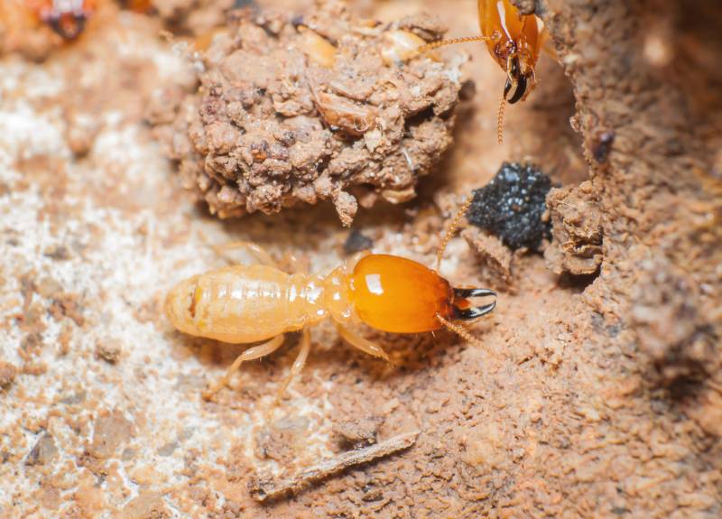 Quel professionnel pour éliminer les termites et insectes xylophages d'une charpente dans une maison de Lalinde (24)?