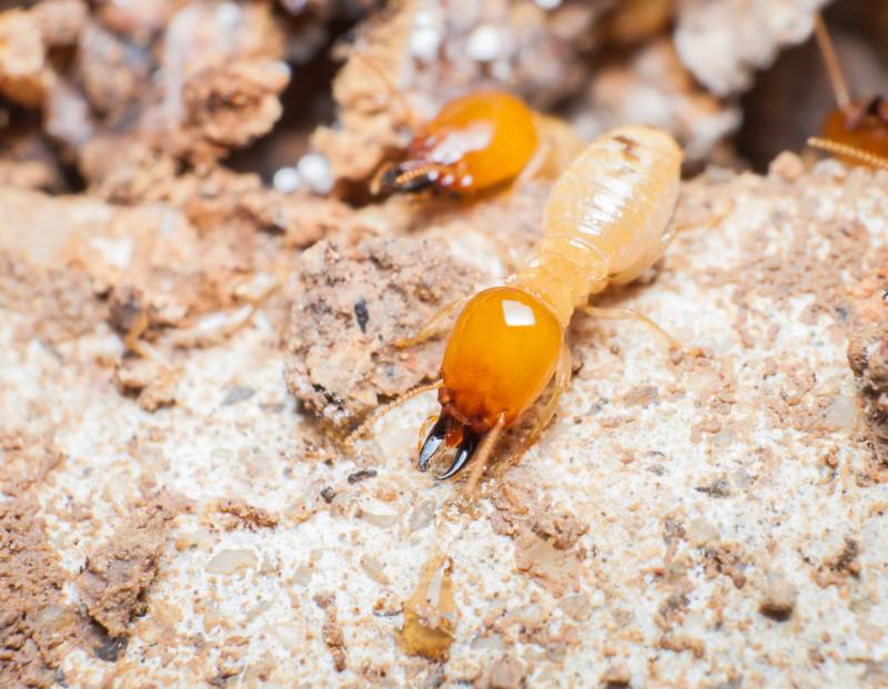 Trouver un professionnel sérieux et pas cher pour protéger efficacement ma maison de Sarlat contre les termites