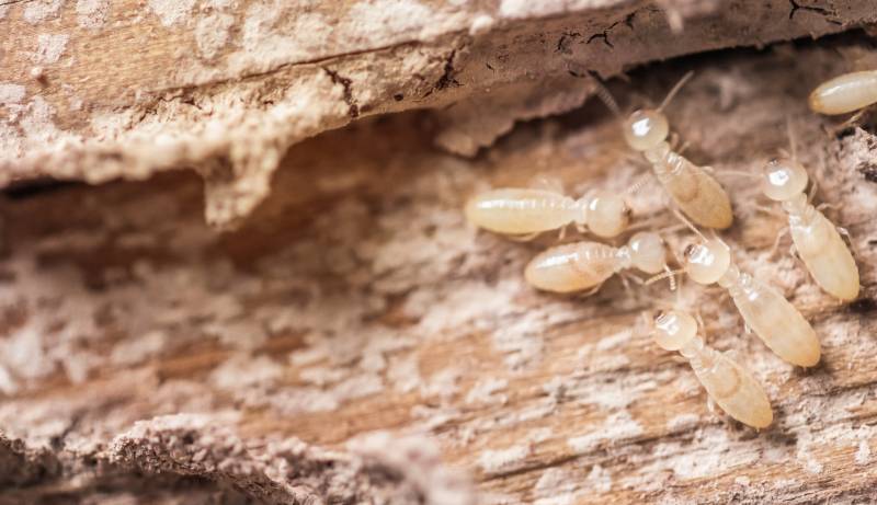 Intervention en urgence pour éliminer les termites des habitations de Sarlat, en Dordogne