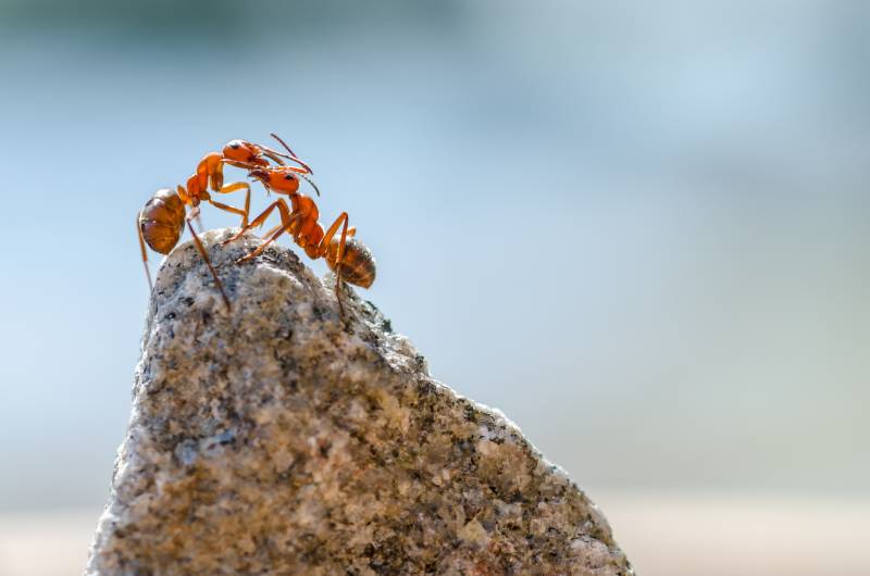 trouver un entreprise locale et sérieuse pour éliminer les termites dans un charpente à Bergerac en Dordogne