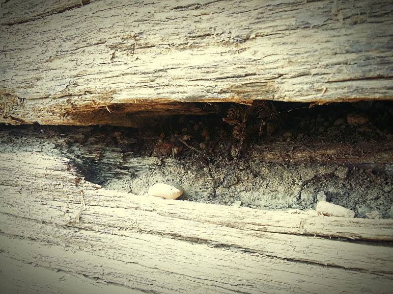 Pourquoi installer une barrière chimique anti-termites à Périgueux pour protéger durablement votre maison contre les infestations ?