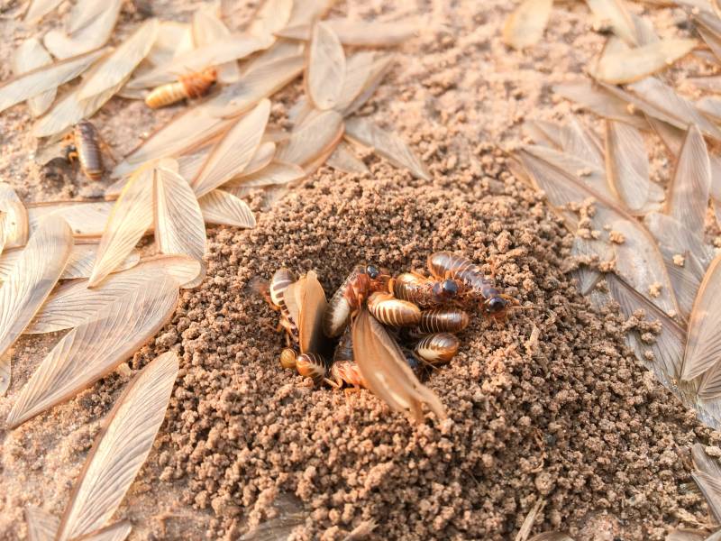 diagnostic anti termites rapide en Dordogne