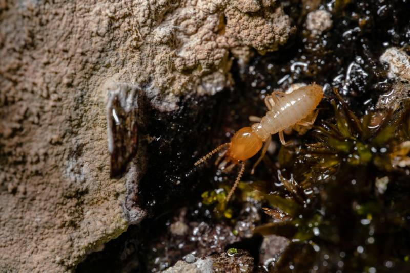 A qui faire appel pour éliminer les termites dans une maison à Périgueux, en Dordogne, près de Sarlat?