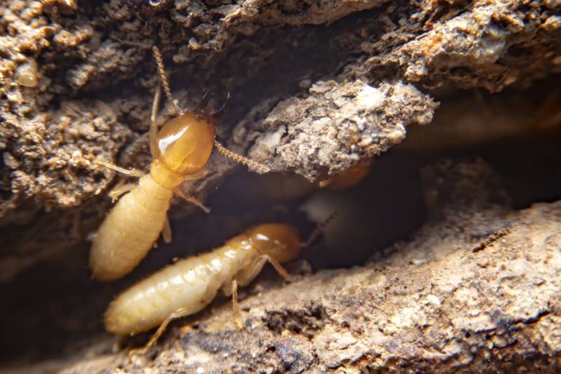 A qui faire appel pour installer des pièges pour éliminer les termites d'une maison à côté de Sarlat en Dordogne?