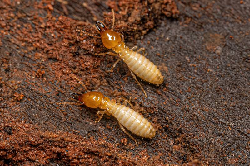 Pourquoi la méthode Allo-Termite Aquitaine est l'une des approches les plus fiables pour protéger votre maison contre les termites autour de Bergerac