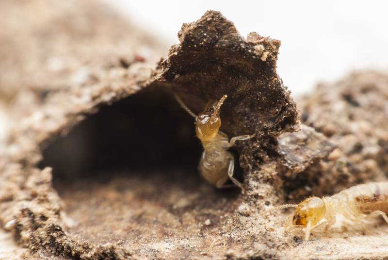 professionnel qualifié dans la lutte contre les termites en Dordogne