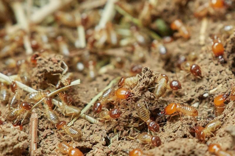 devis gratuit pour injections de produit pour protéger une maison de Périgueux contre les termites en Dordogne
