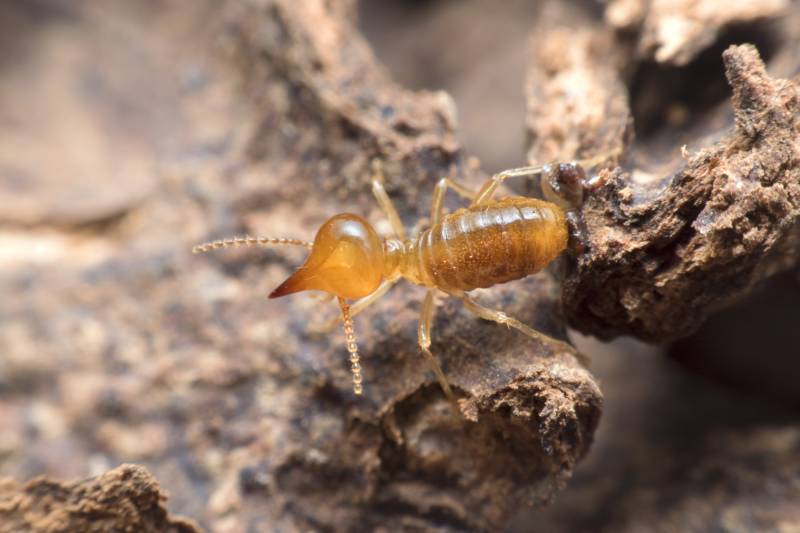 Pourquoi faire appel à un professionnel pour éliminer les termites d'une maison à Bergerac, près de Périgueux, en Dordogne?