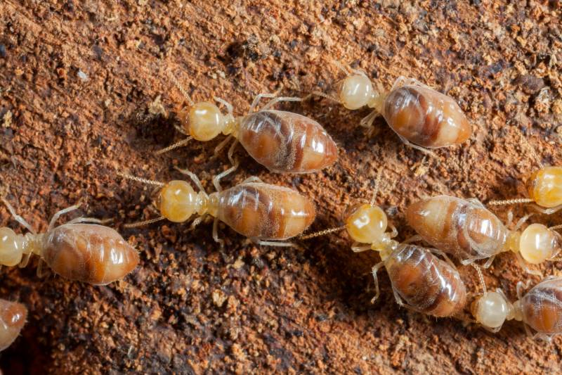Quel professionnel pour un traitement efficace contre les termites à Périgueux?