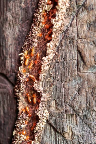 Quelle solution pour éliminer efficacement et durablement les termites dans une maison de Bergerac, en Dordogne? 